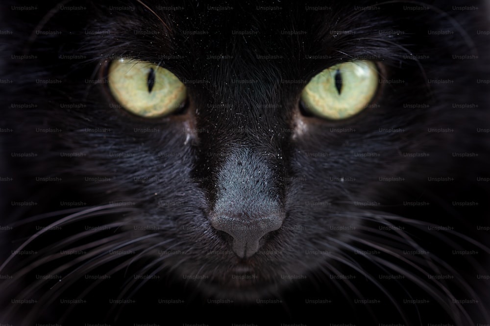 a close up of a black cat with green eyes