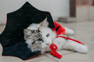 Eine Katze liegt mit einem Regenschirm auf dem Boden