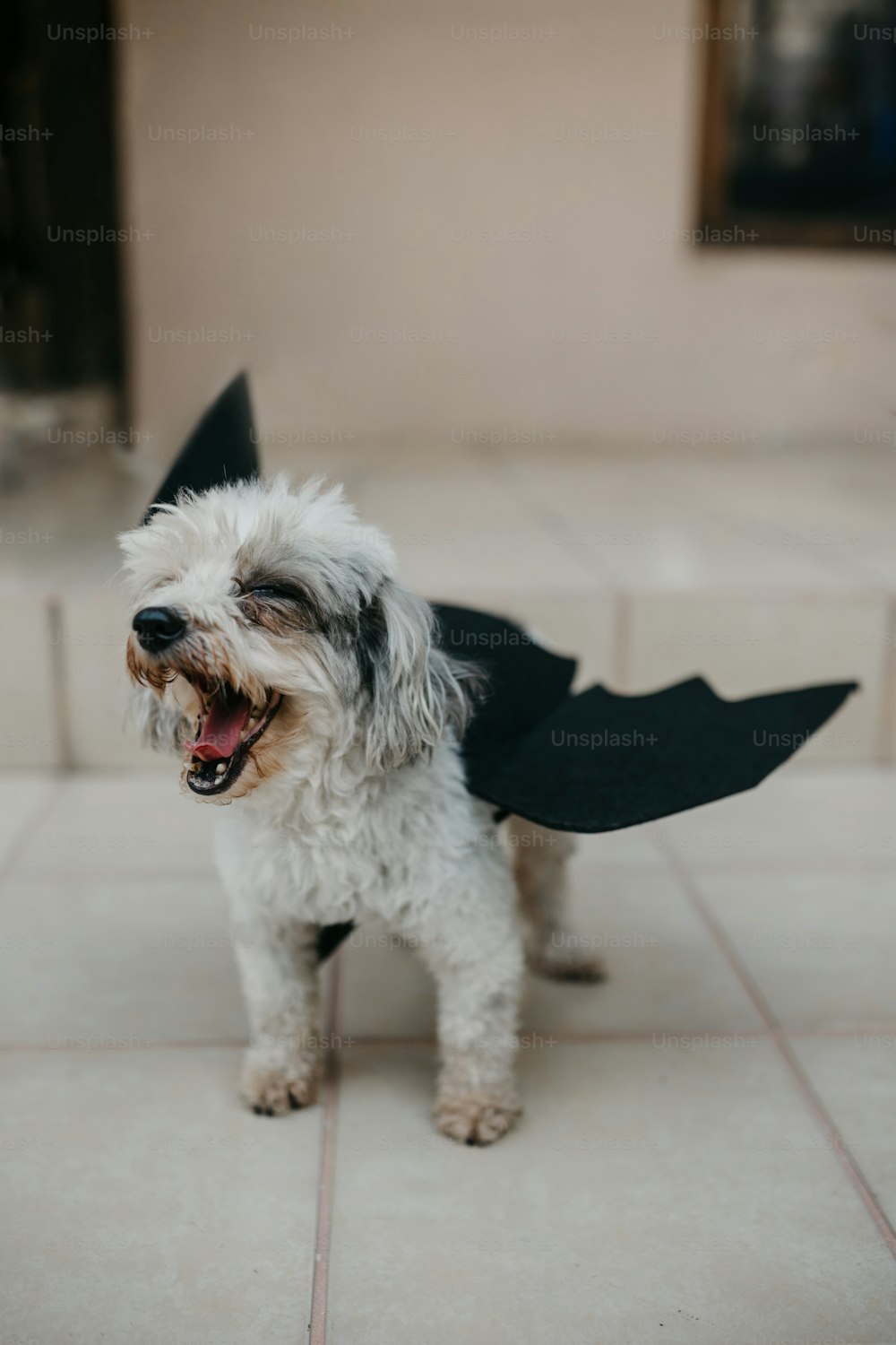 a small white dog wearing a black bat costume