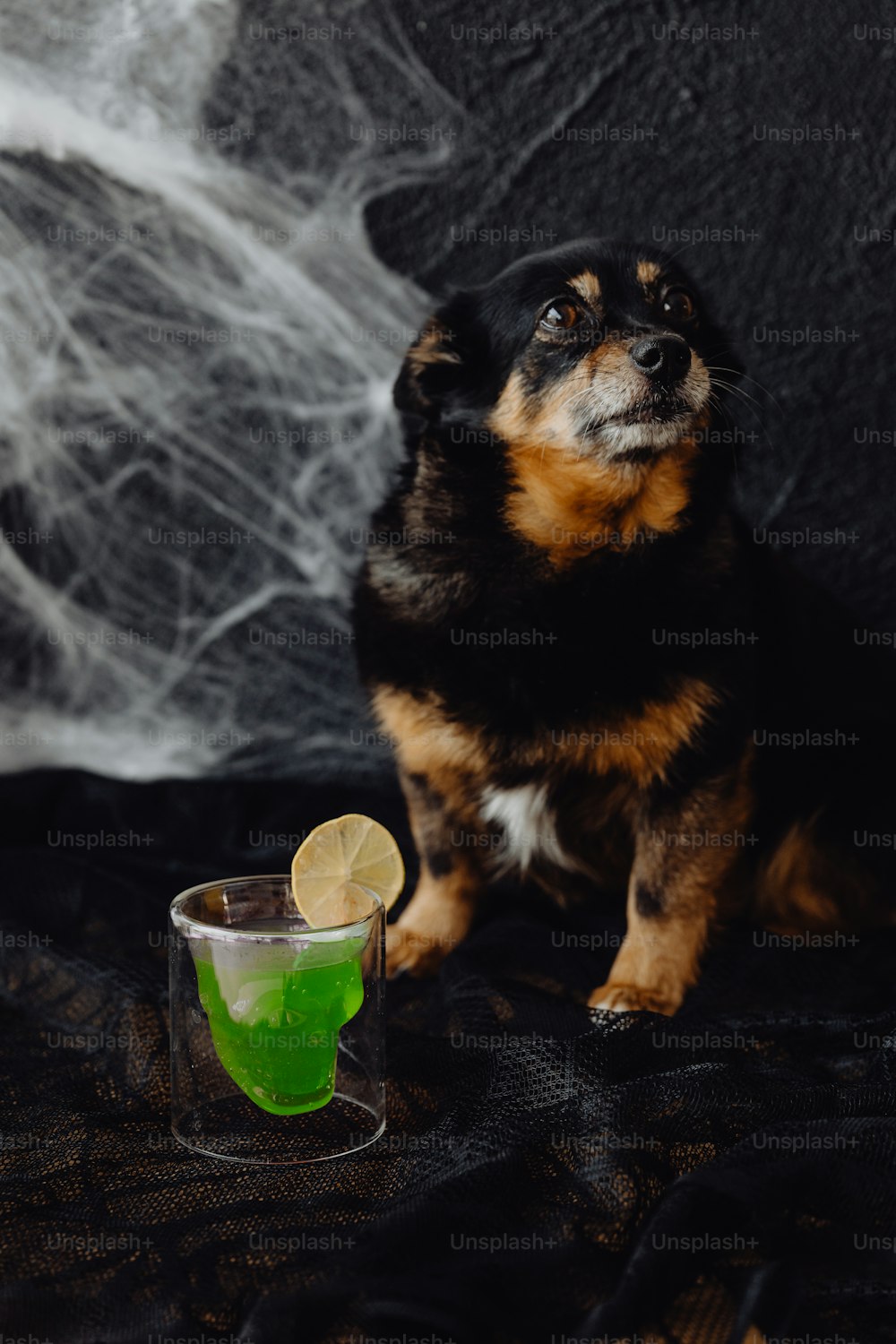 a dog sitting next to a glass of green liquid