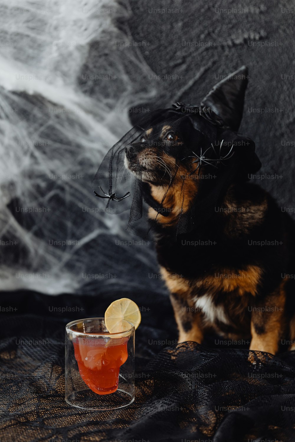 a small dog sitting next to a glass with a drink in it