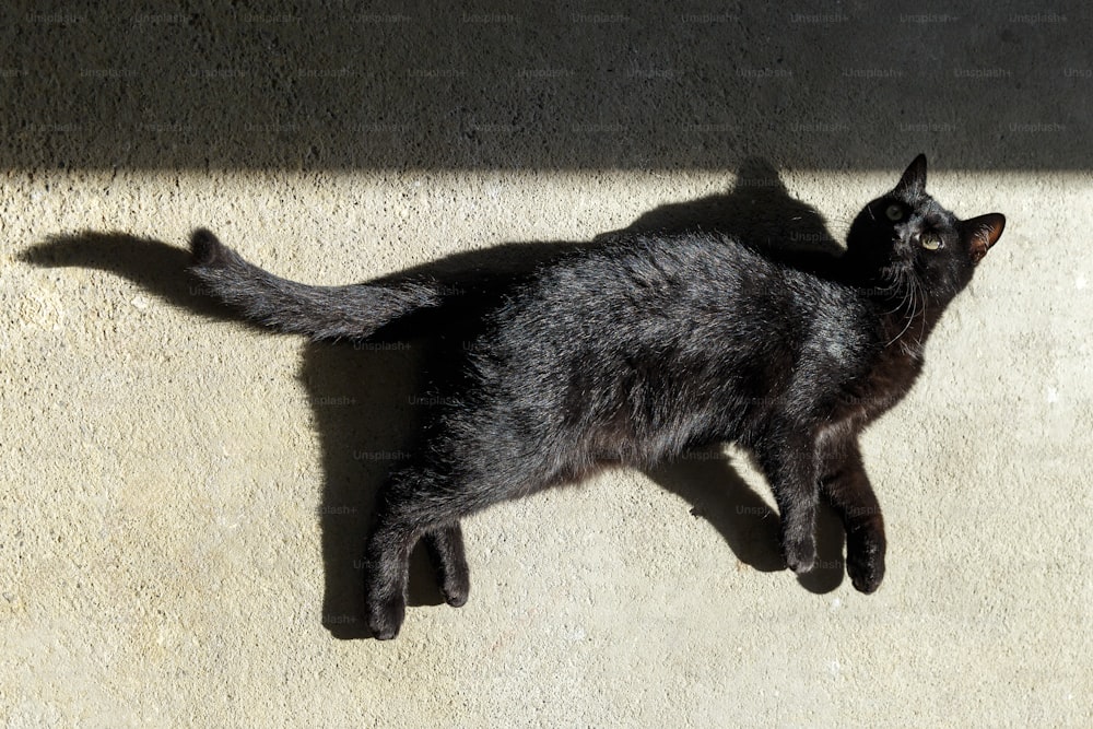Un gato negro tirado en el suelo mirando hacia arriba