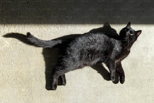 eine schwarze Katze, die auf dem Boden liegt und nach oben schaut