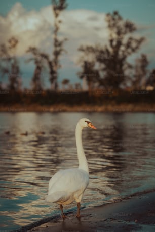 Un cisne blanco parado en el borde de un cuerpo de agua