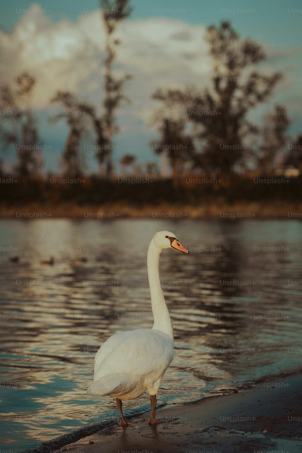 a white swan standing on the edge of a body of water
