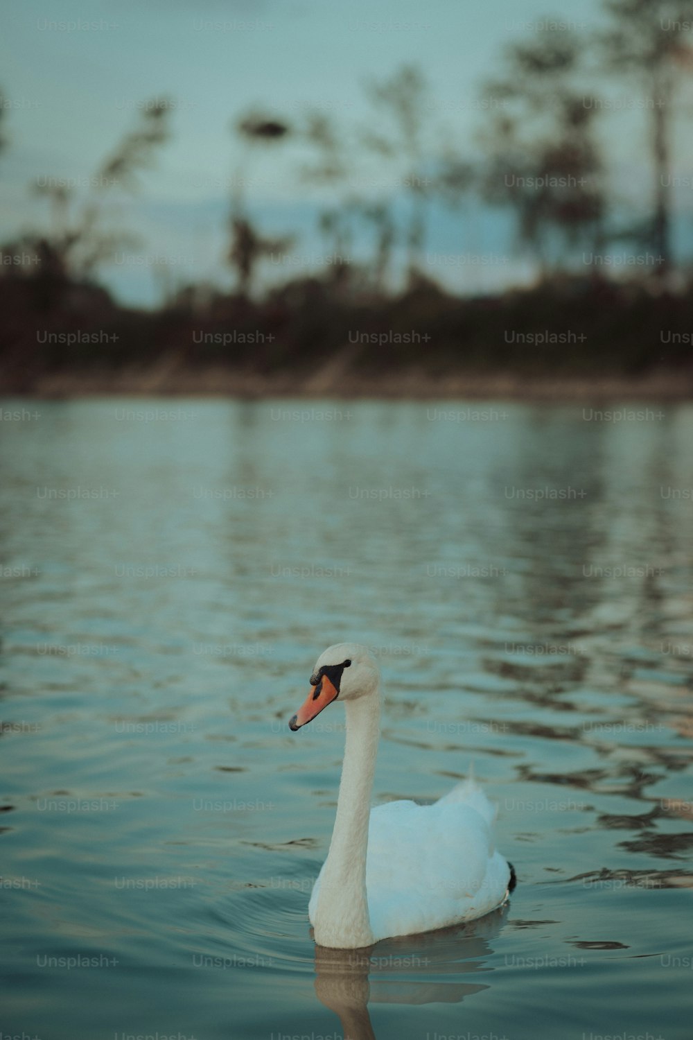 a white swan floating on top of a lake