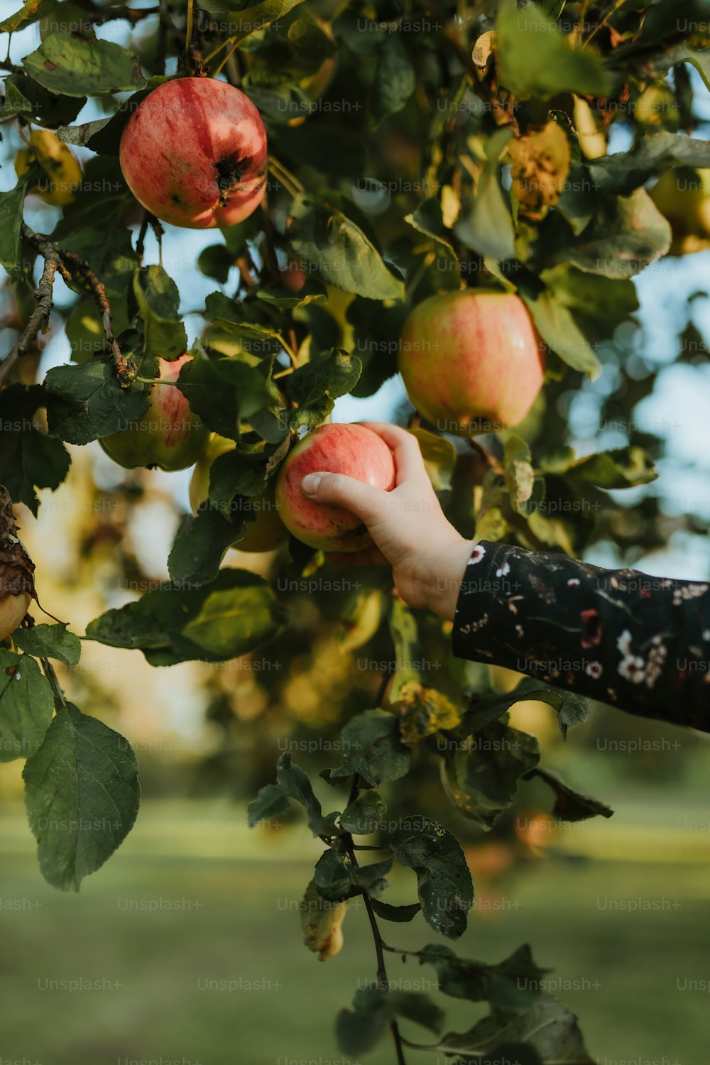 a person picking apples from a tree