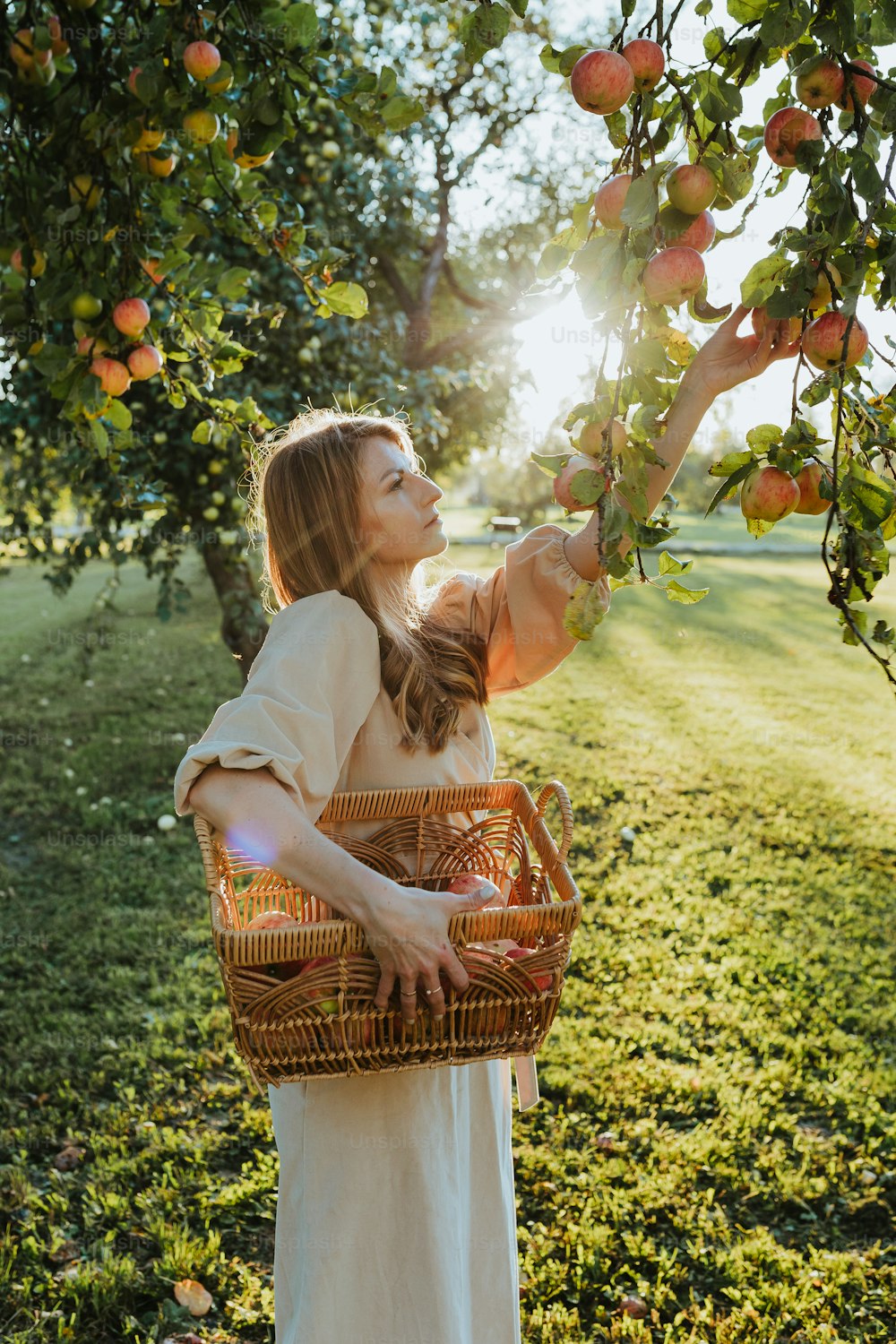 a woman is picking apples from a tree