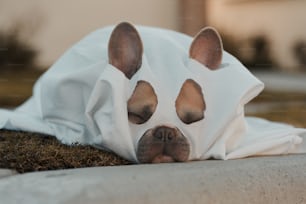 Un chien est recouvert d’un drap blanc
