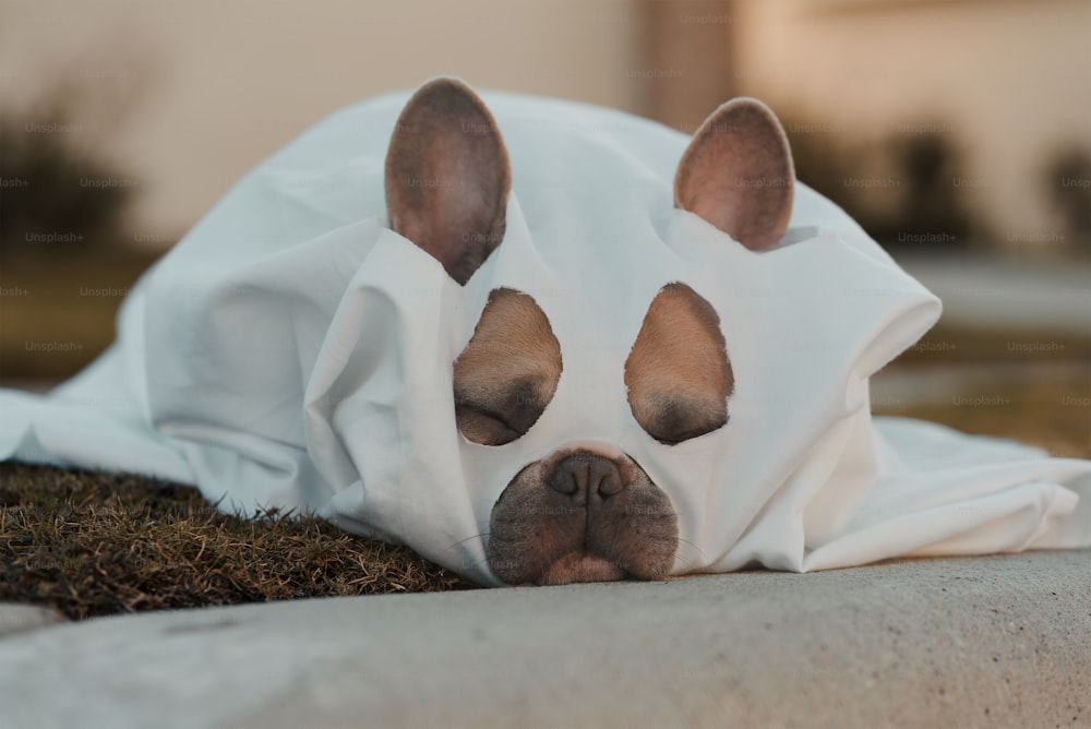 Ein Hund ist in ein weißes Laken gehüllt