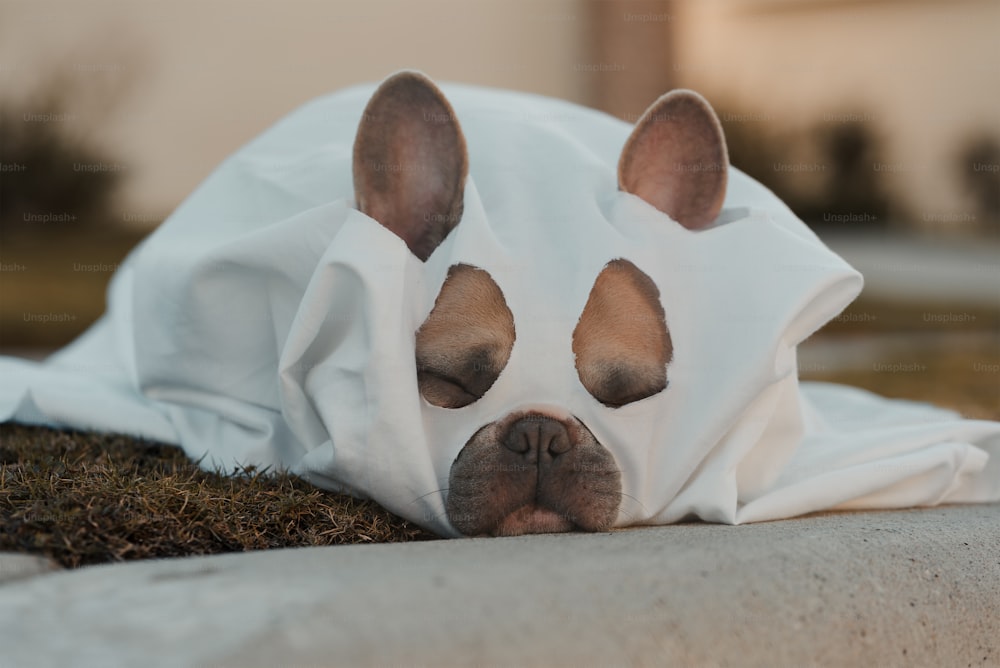 Un perro está cubierto con una sábana blanca