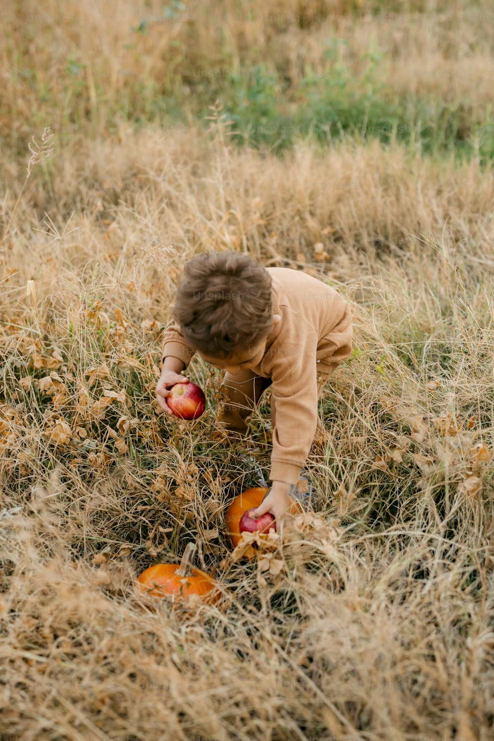 a young boy picking apples in a field