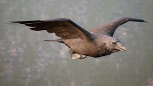 Un grande uccello che vola nell'aria con le ali spiegate