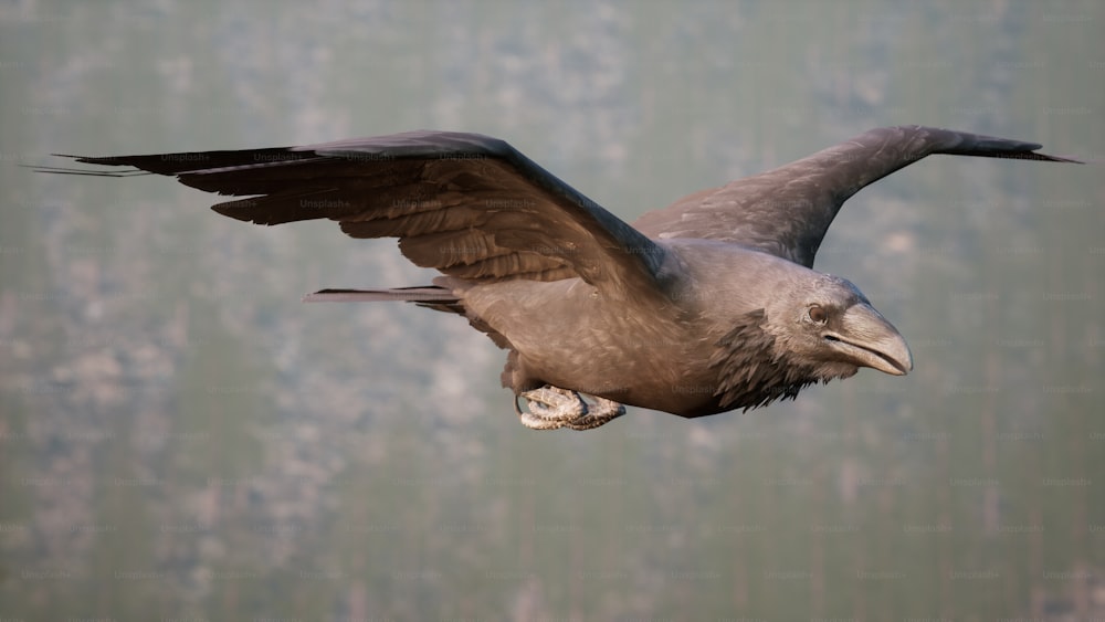 a large bird flying through the air with its wings spread