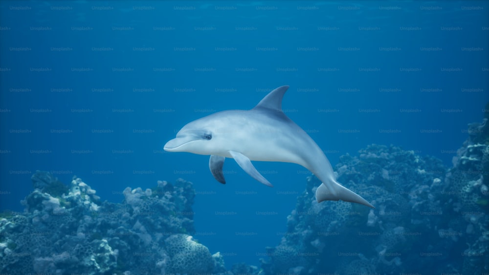 a dolphin swims over a coral reef