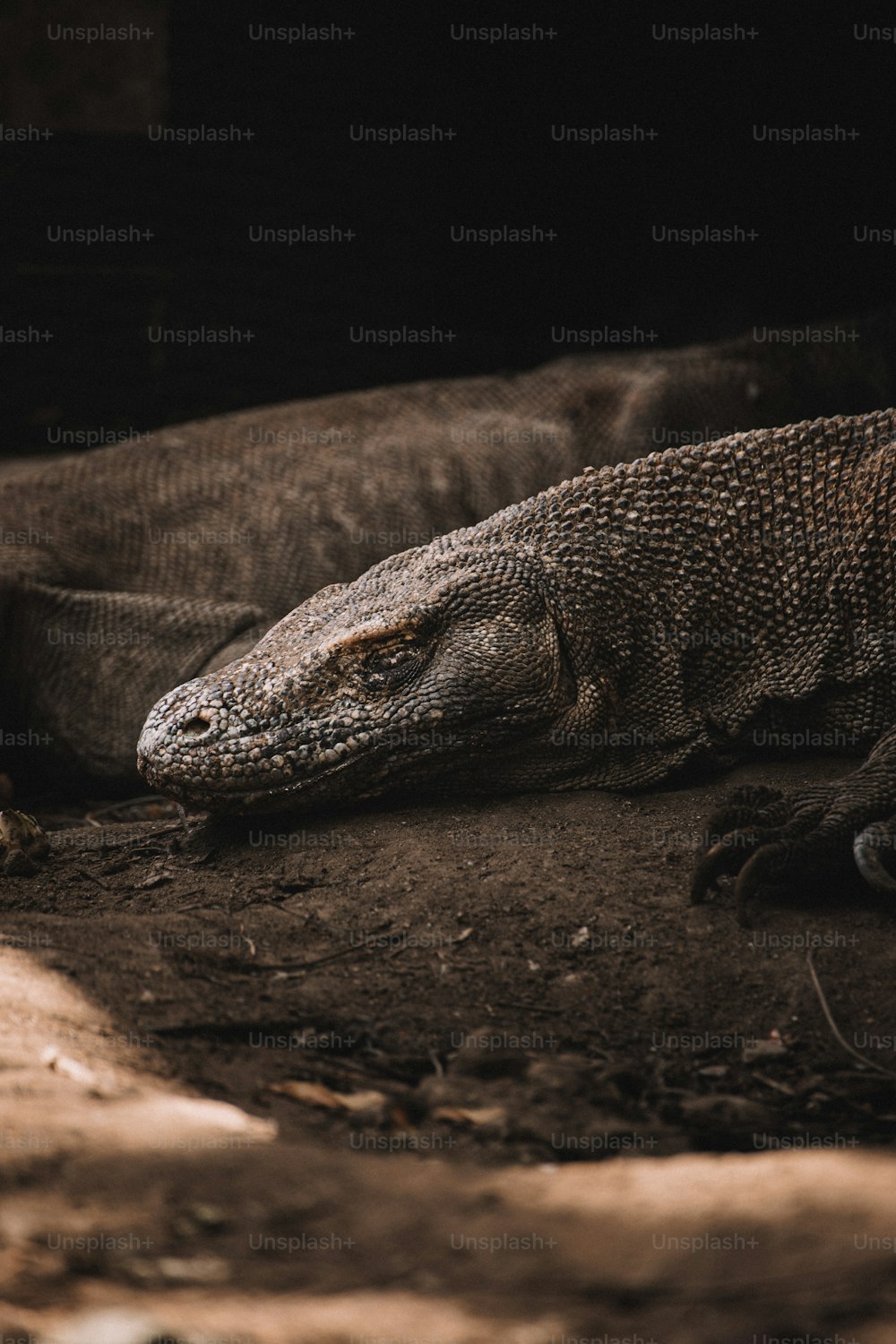two large lizards laying on the ground