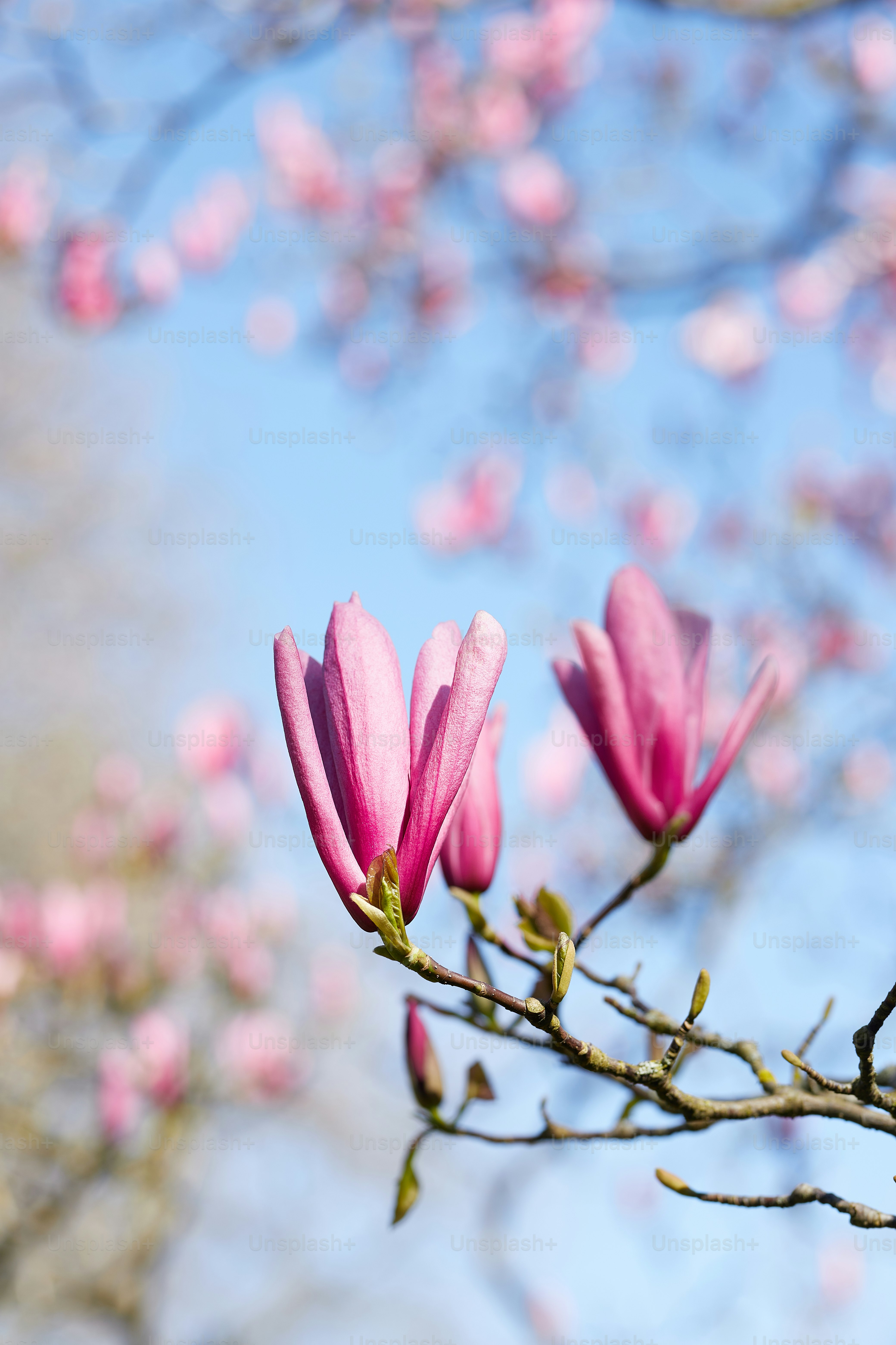 pink flowers are blooming on a tree branch