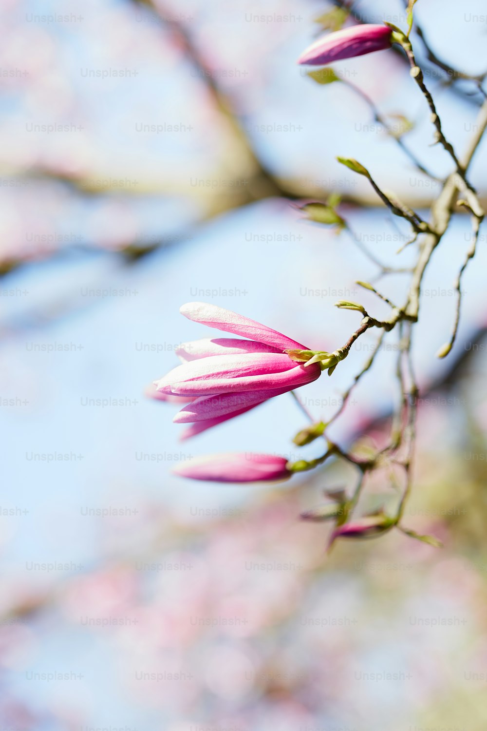 a close up of a pink flower on a tree branch