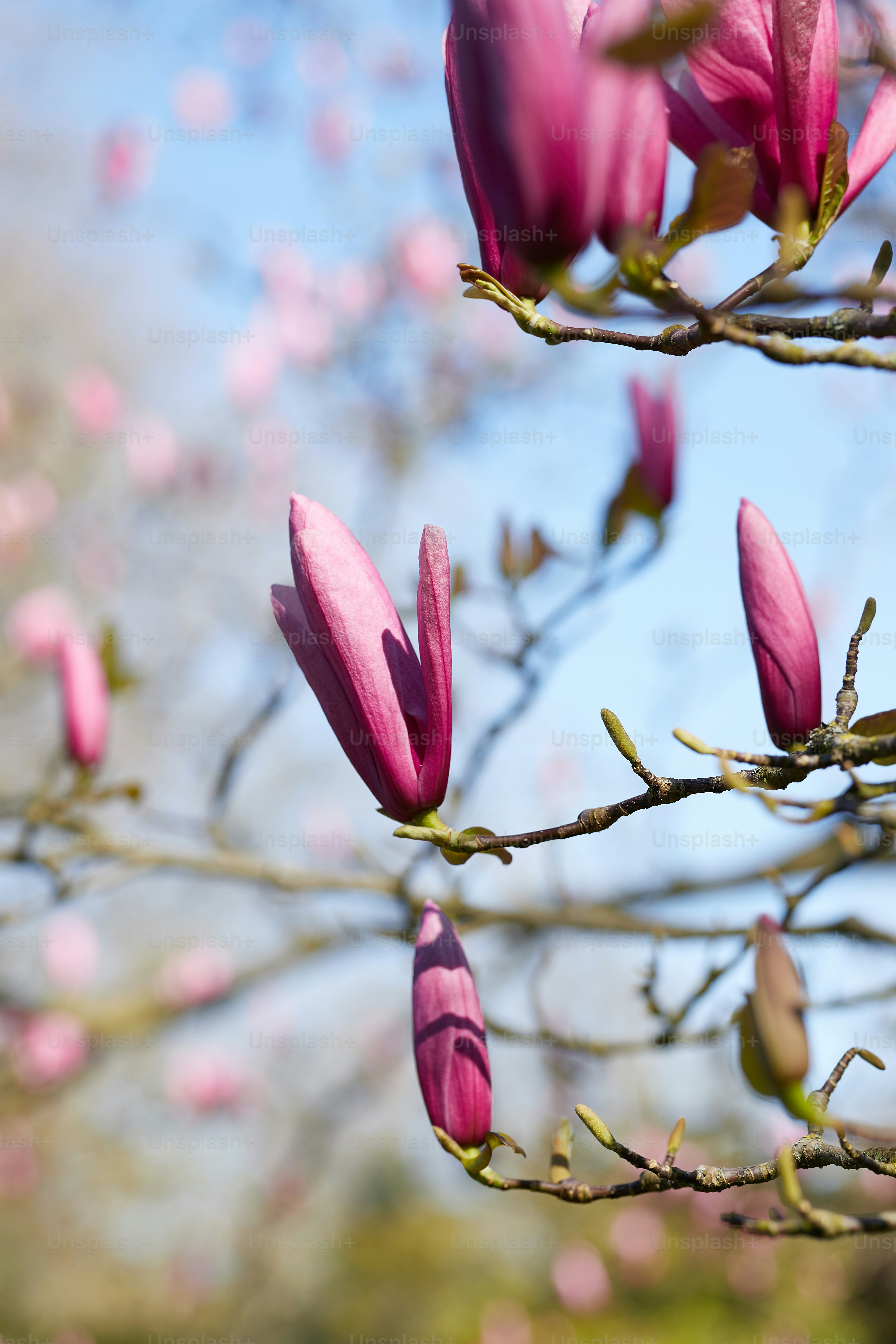 pink flowers blooming on the branches of a tree