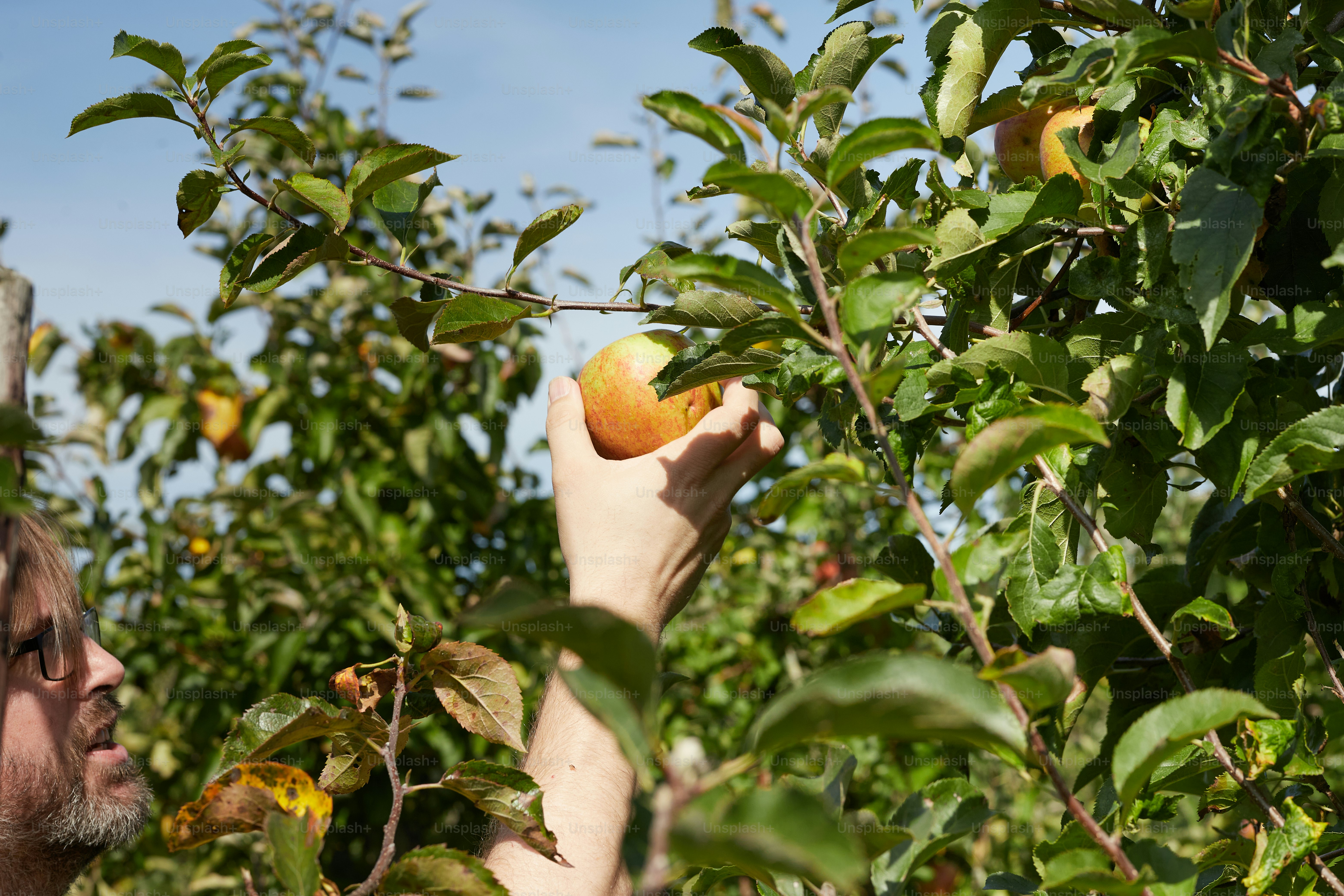 A hand picking a fruit from a tree photo – Autumn Image on Unsplash