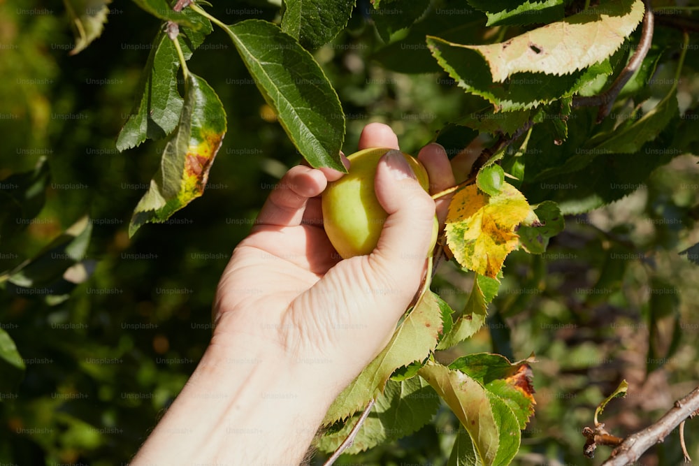 a hand picking a fruit from a tree