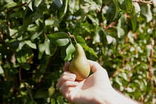 a hand holding a pear on a tree branch