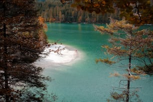 a large body of water surrounded by trees