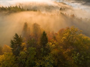 a foggy forest filled with lots of trees