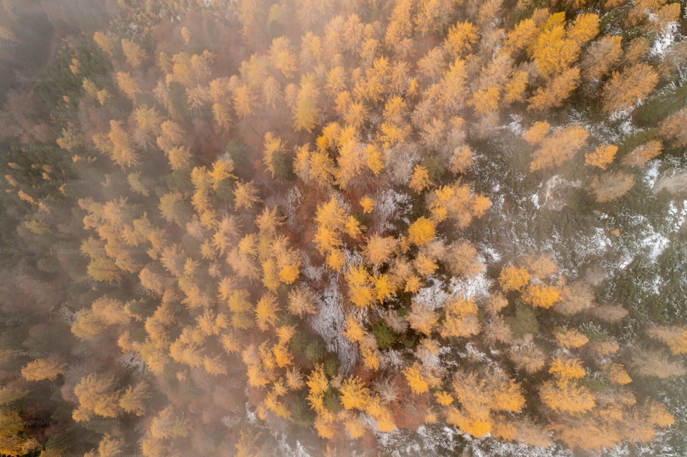 une vue aérienne d’une forêt avec des arbres jaunes
