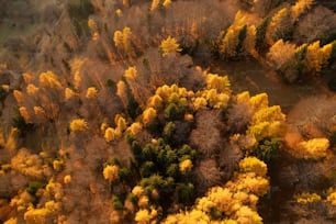 an aerial view of a forest with lots of trees