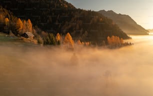 um vale nebuloso com árvores em primeiro plano
