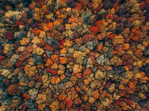 Una vista dall'alto di un albero pieno di molte foglie