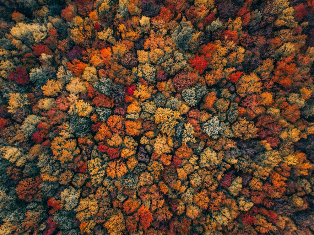uma vista aérea de uma árvore cheia de muitas folhas