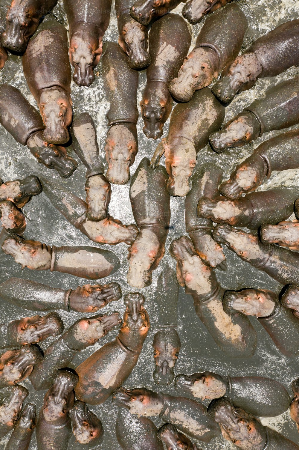 Eine Gruppe von Nilpferden, die sich in einem Kreis versammelt haben