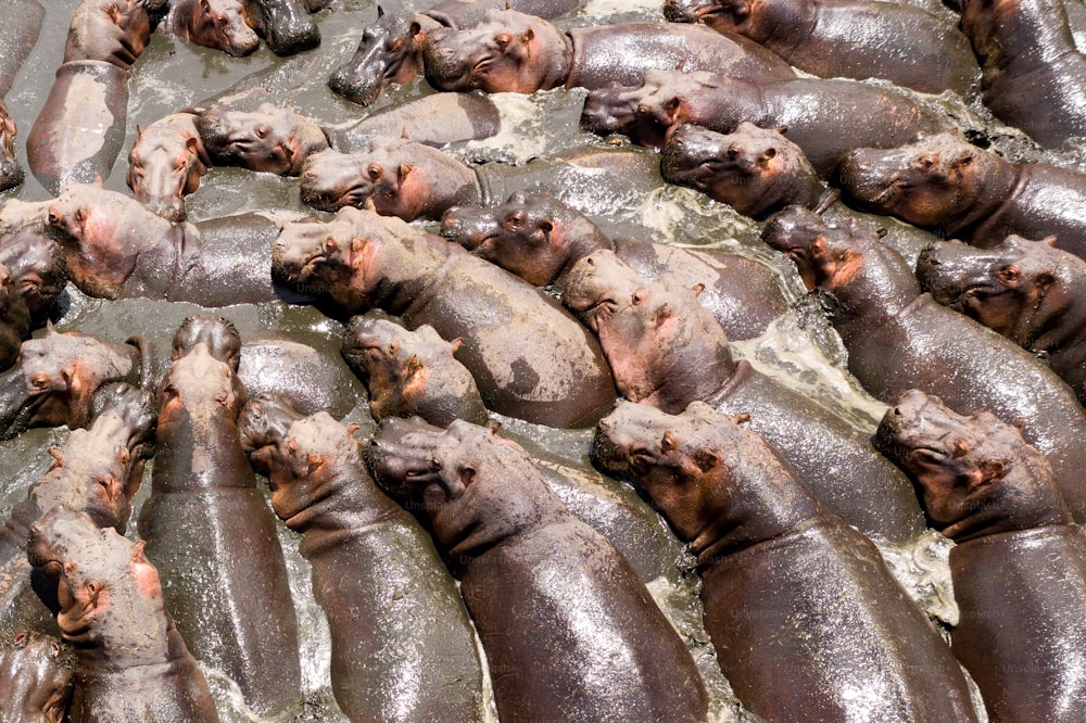 a large group of hippopotamus are gathered together
