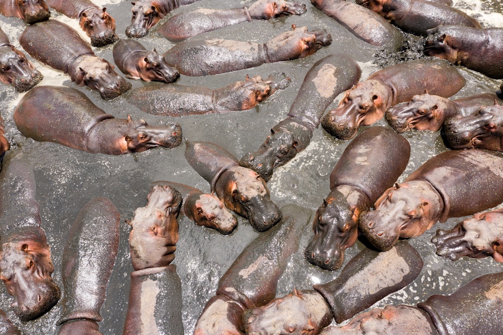 um grupo de hipopótamos deitado em cima de um corpo de água