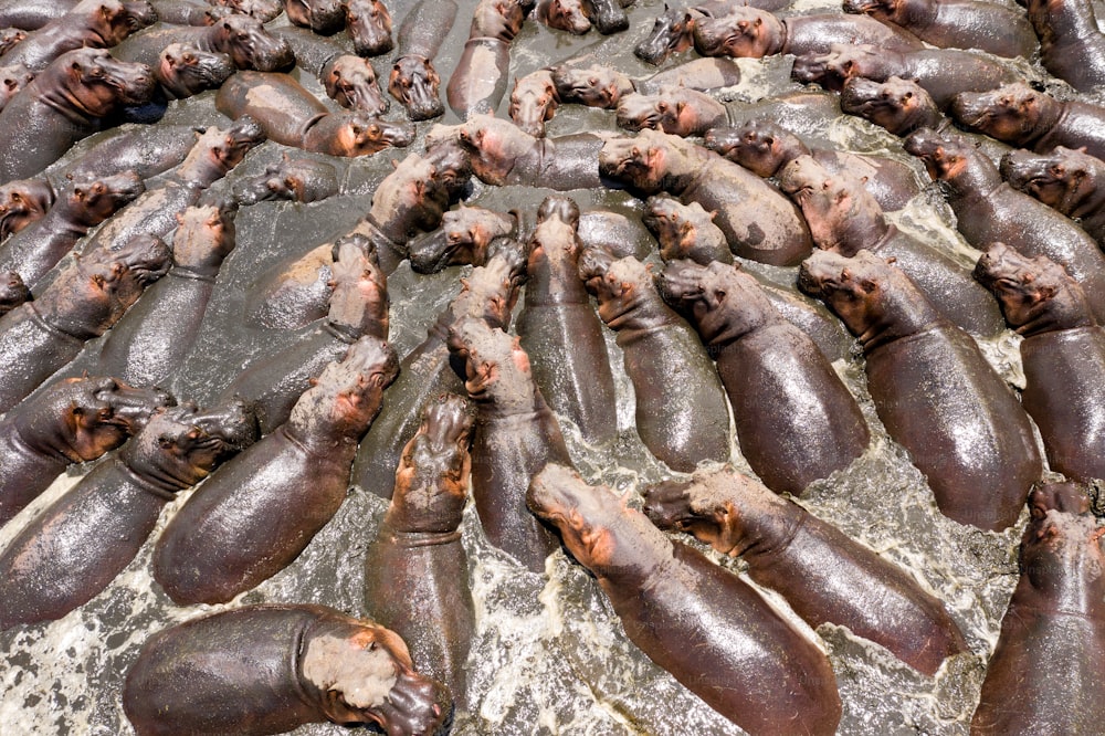 a large group of sea animals laying on top of a rock