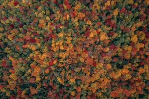 an aerial view of a forest with lots of trees