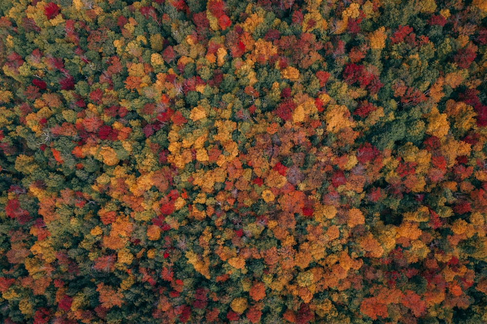 木々の多い森の空中写真