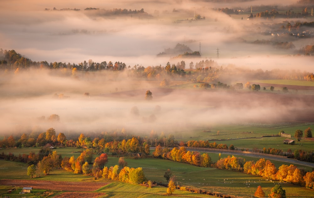 a foggy valley with trees in the foreground