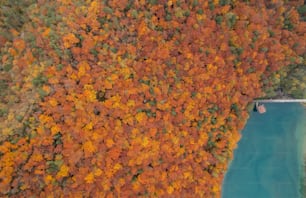 an aerial view of a lake surrounded by trees