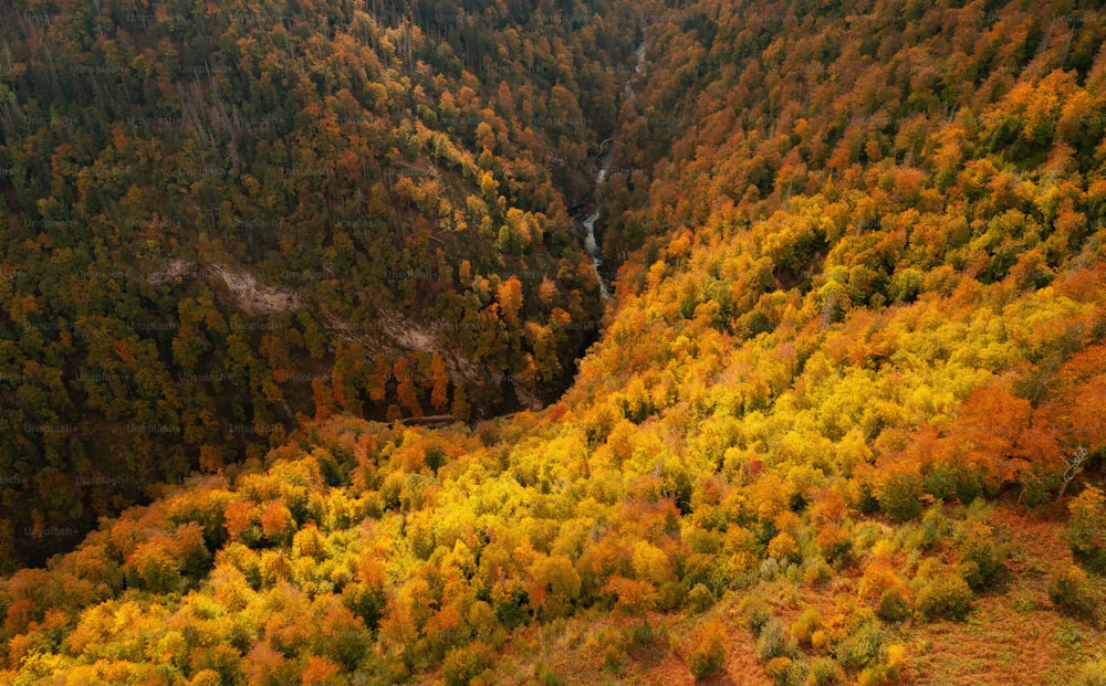 an aerial view of a forest filled with lots of trees