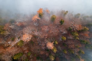 an aerial view of a forest in the fall