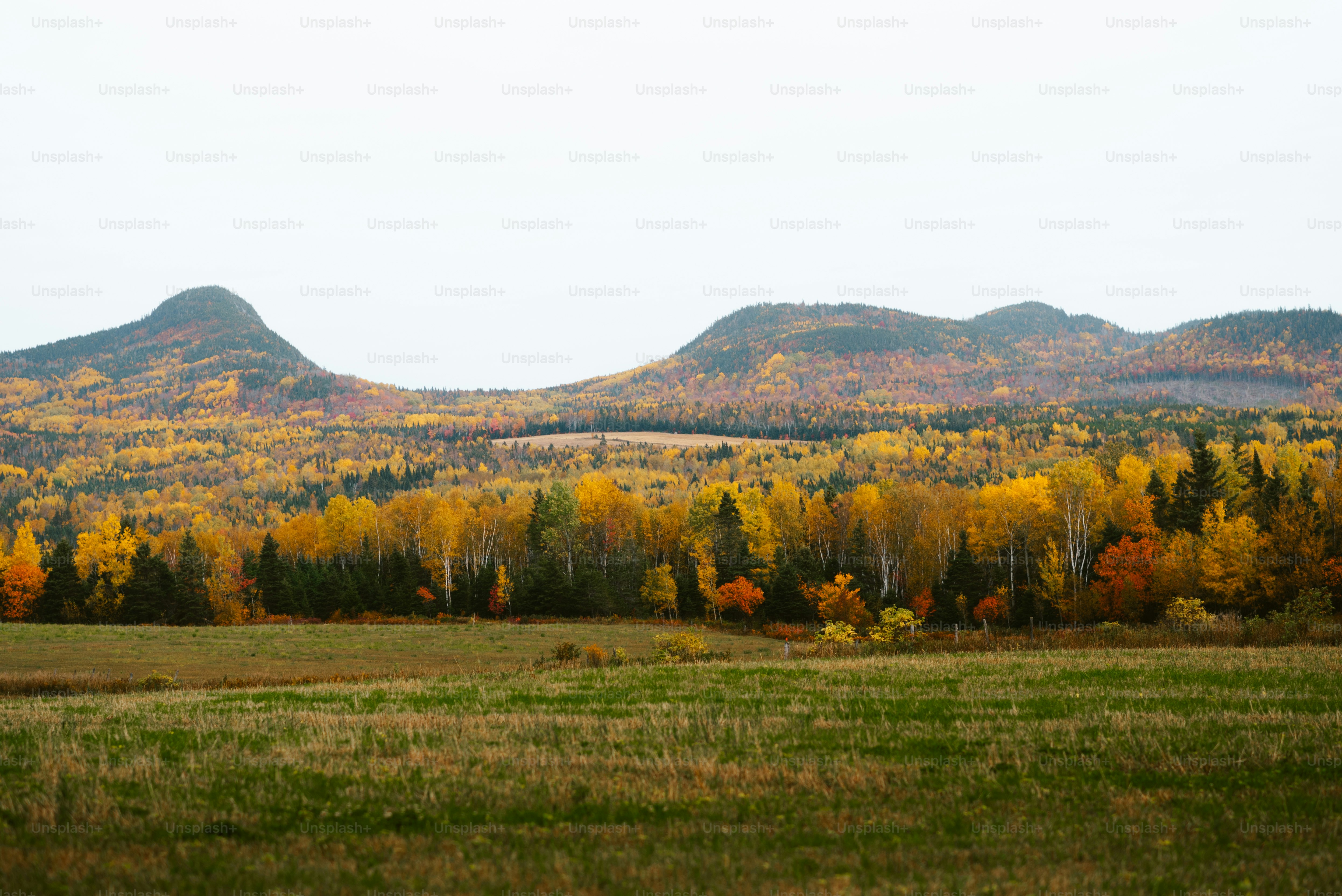 a grassy field with trees and mountains in the background