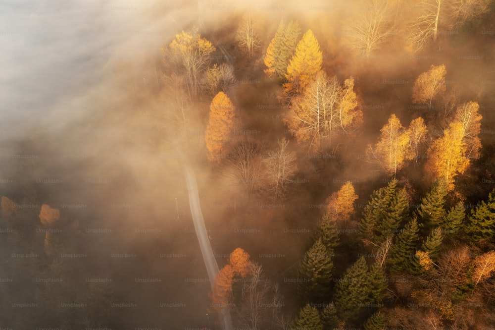 an aerial view of a foggy forest