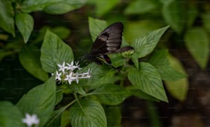 ein schwarz-brauner Schmetterling, der auf einer weißen Blume sitzt