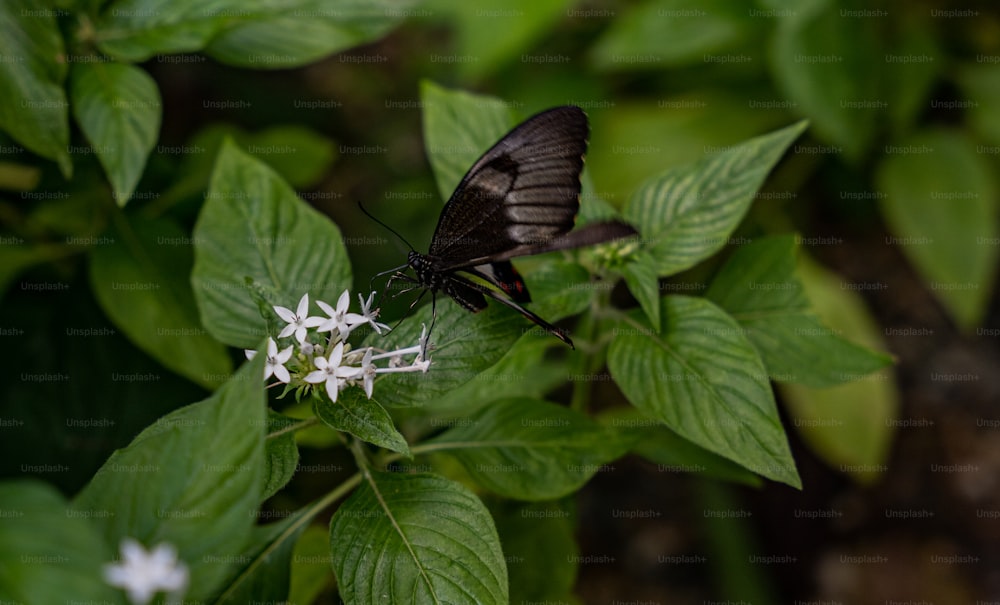 白い花の上に座っている黒と茶色の蝶