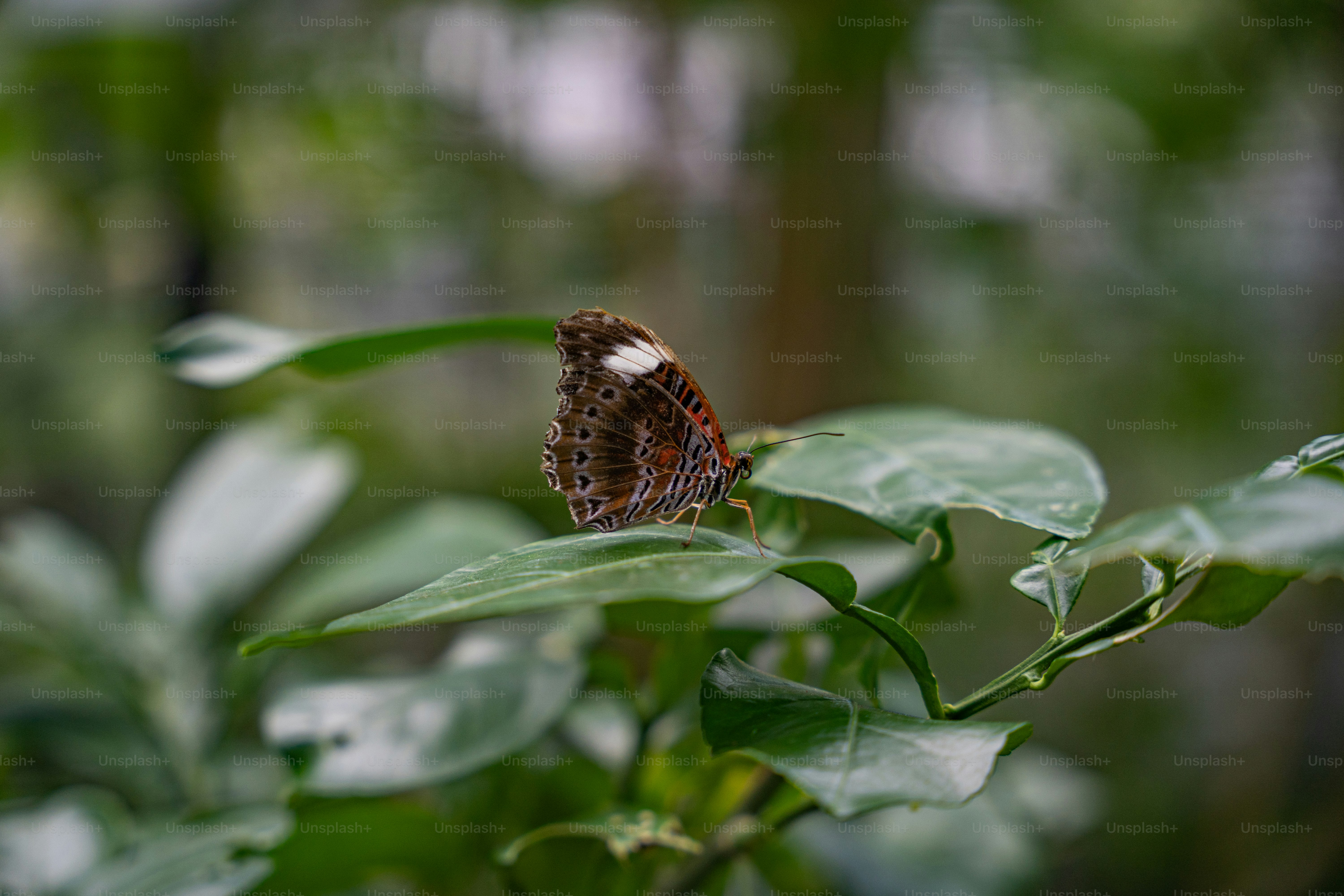 Butterflies are some of the most uniquely beautiful creatures on earth, and they've infatuated some of history's greatest artists. They've also infatuated many in our amazing community of photographers, and Unsplash has a collection of butterfly images that's unparalleled in quality. Always free on Unsplash.