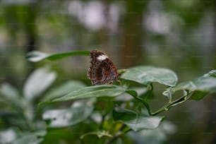 una mariposa sentada encima de una hoja verde