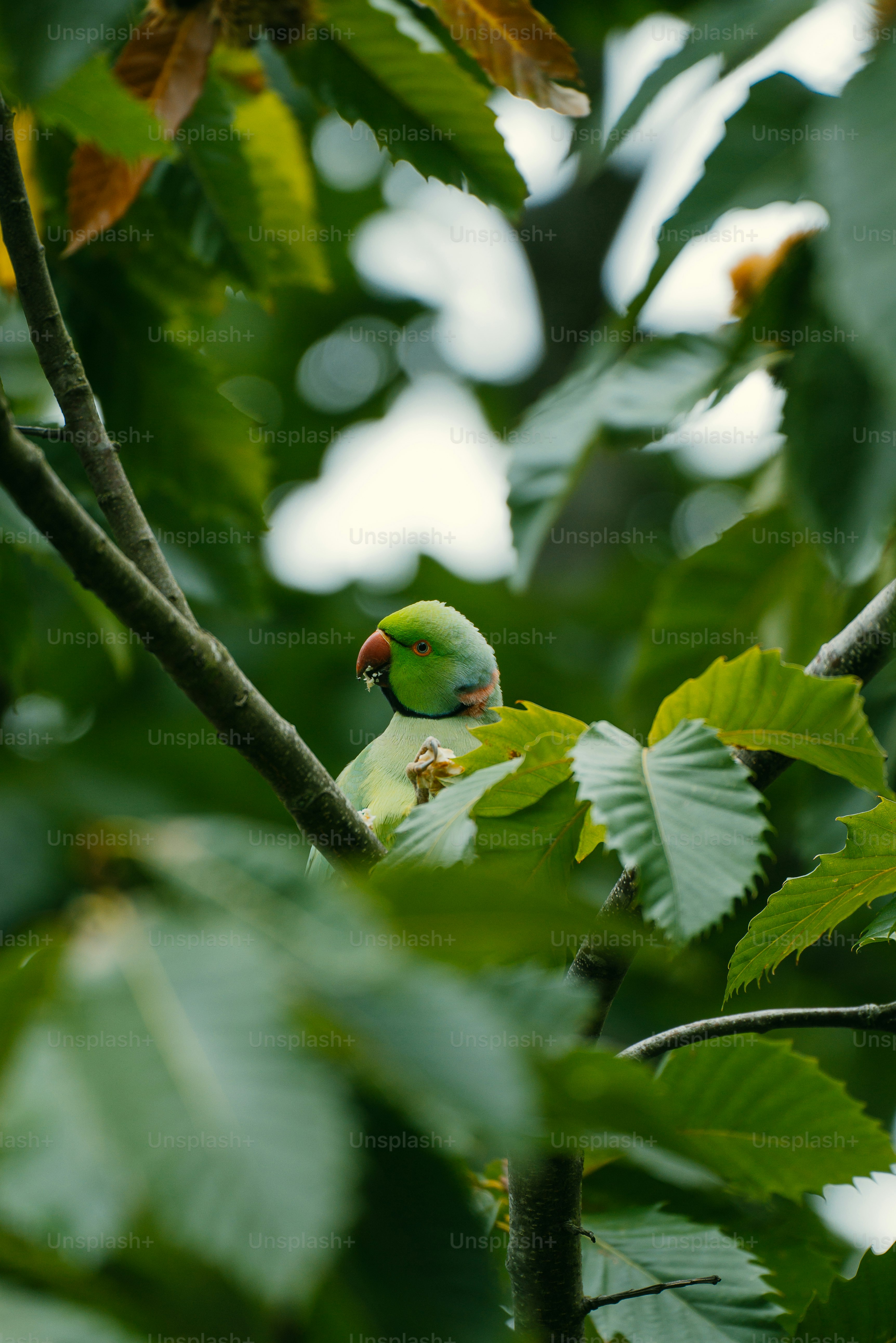 a green bird perched on a branch of a tree